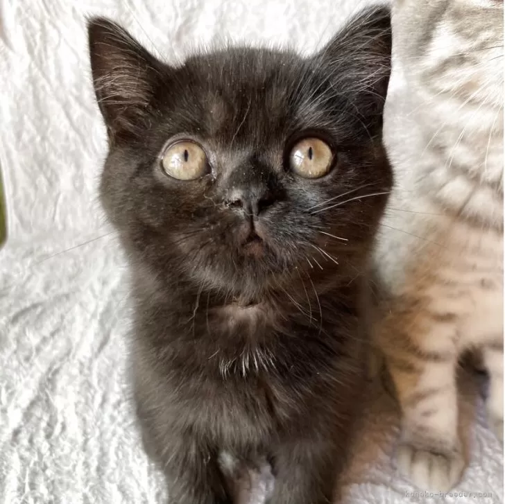 スコティッシュフォールド(立ち耳)【北海道・女の子・2025年7月2日・ブラック】の写真1「控えめ大人しめの甘えん坊❤️」