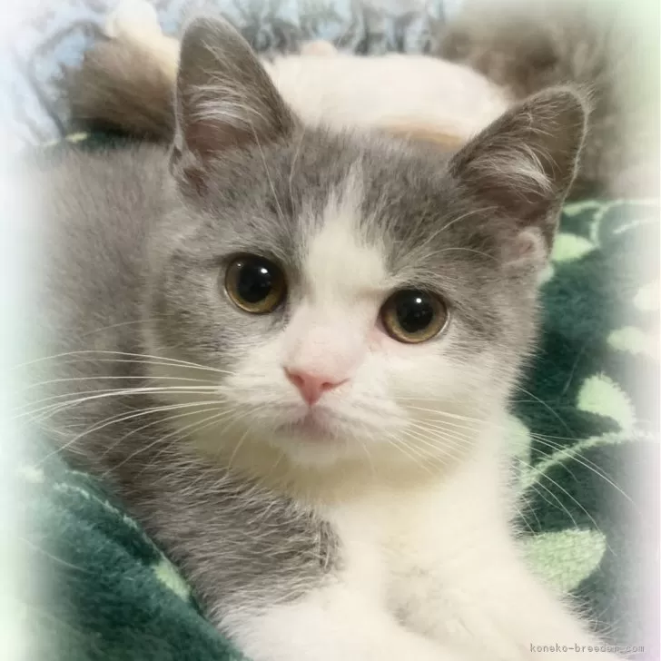 ID:2501-00638の子猫