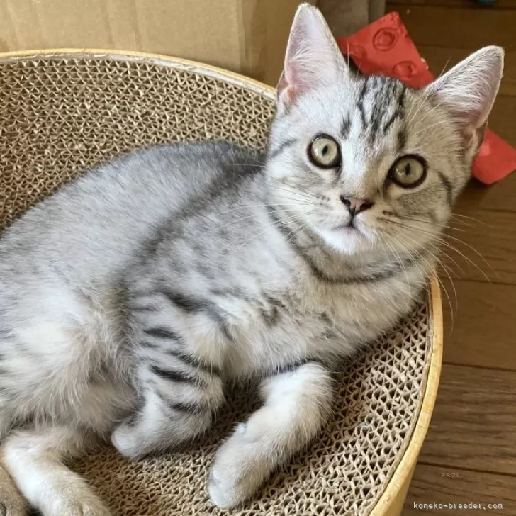 スコティッシュフォールド(立ち耳)【北海道・女の子・2025年6月20日・シルバータビー】の写真1「天真爛漫な女の子💕」