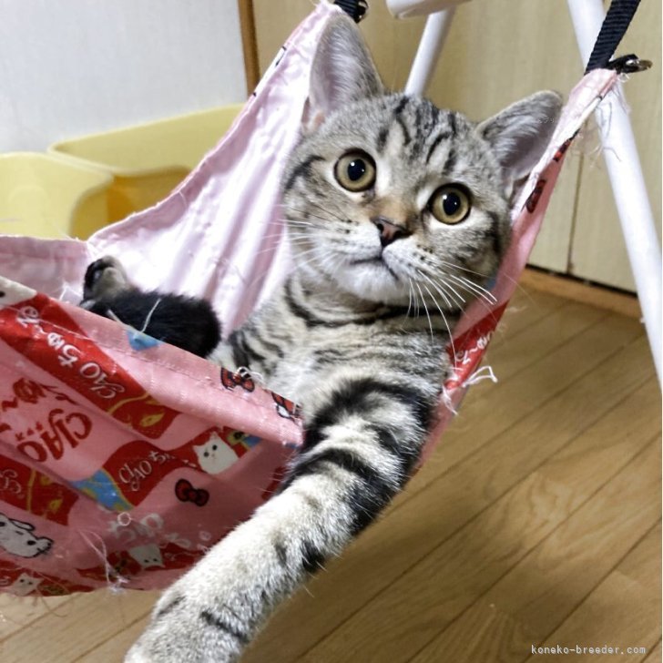 ブリーダー画像