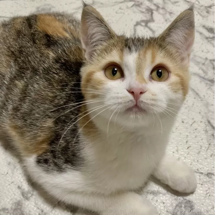 ID：2410-01373の子猫
