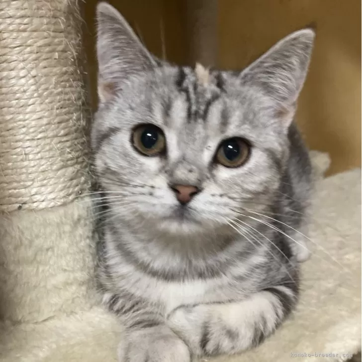 ID：2412-00132の子猫