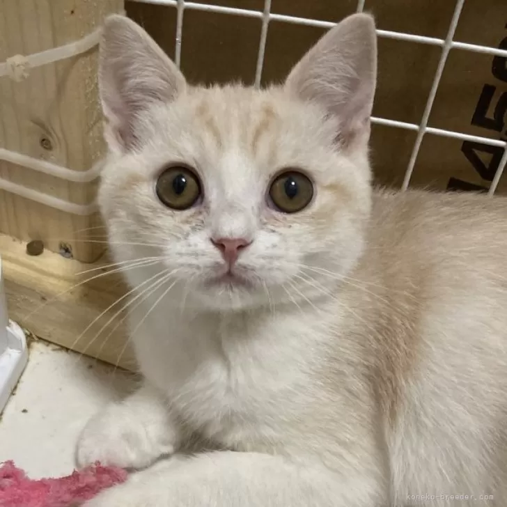 ID：2412-02231の子猫
