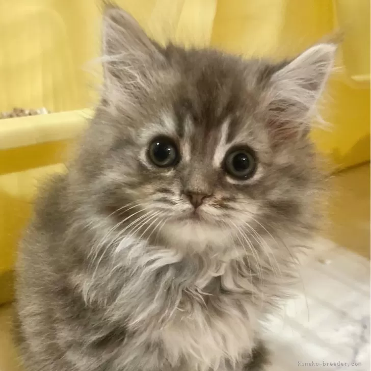 トト男爵 様のお迎えした子猫