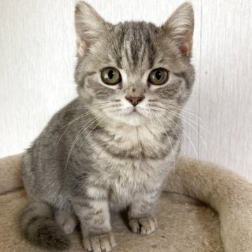 スコティッシュフォールド(立ち耳)【北海道・女の子・2025年7月3日・ブルータビー】の写真「小柄のご飯大好きっこ❤️プリプリです✨」