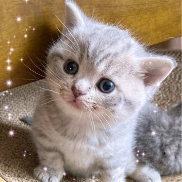 スコティッシュフォールド(立ち耳)【北海道・女の子・2025年7月3日・ブルータビー（短毛）】の写真「ムチムチ　ぷりぷり🍑の女の子✨」