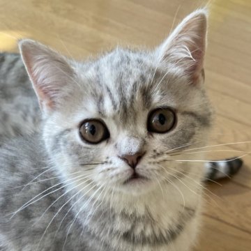 スコティッシュフォールド(立ち耳)【北海道・女の子・2025年7月3日・ブルータビー（短毛）】の写真「ムチムチ　ぷりぷり🍑の女の子✨」
