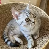 スコティッシュフォールド(立ち耳)【北海道・女の子・2025年6月20日・シルバータビー】の写真2