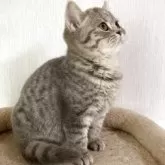 スコティッシュフォールド(立ち耳)【北海道・女の子・2025年7月3日・ブルータビー】の写真2