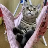 スコティッシュフォールド(立ち耳)【北海道・女の子・2025年6月6日・ブラウンタビー】の写真3