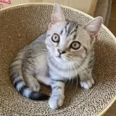 スコティッシュフォールド(立ち耳)【北海道・女の子・2025年6月20日・シルバータビー】の写真3