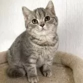 スコティッシュフォールド(立ち耳)【北海道・女の子・2025年7月3日・ブルータビー】の写真3