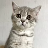 スコティッシュフォールド(立ち耳)【北海道・女の子・2025年7月3日・ブルータビー】の写真3