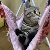 スコティッシュフォールド(立ち耳)【北海道・女の子・2025年6月6日・ブラウンタビー】の写真4