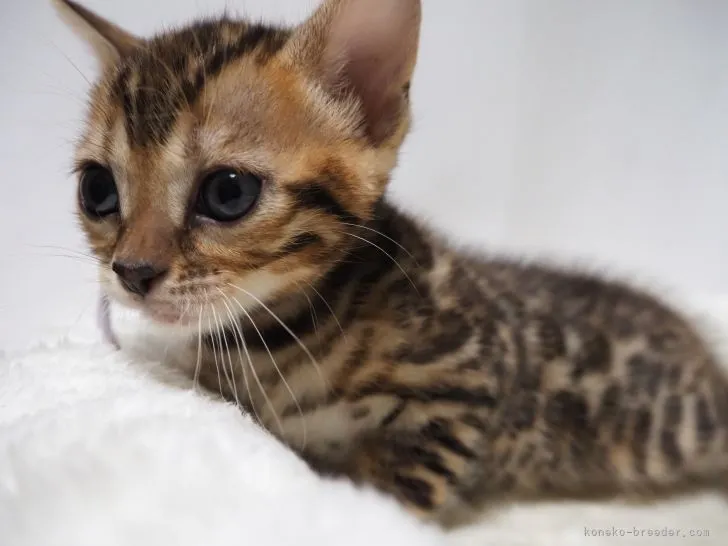 ID:2112-01838の子猫