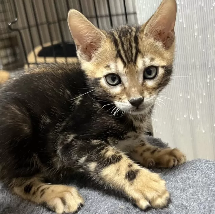 ID：2312-02126の子猫