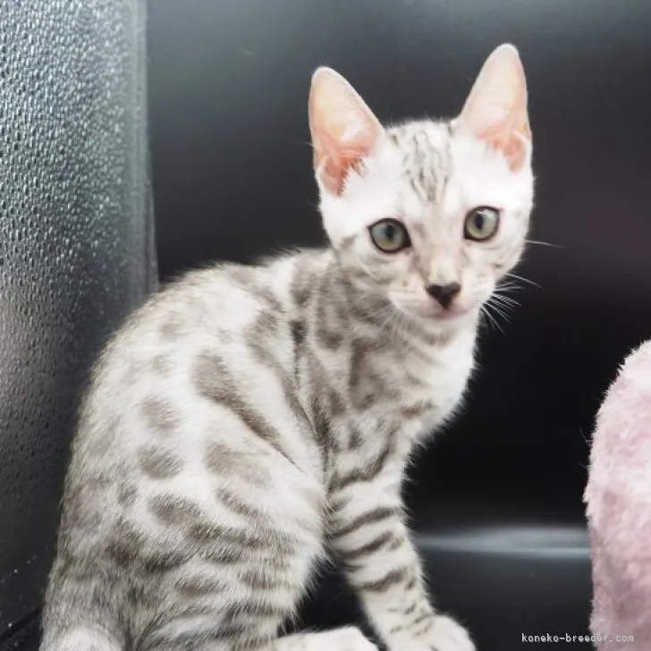 ID：2307-01012の子猫