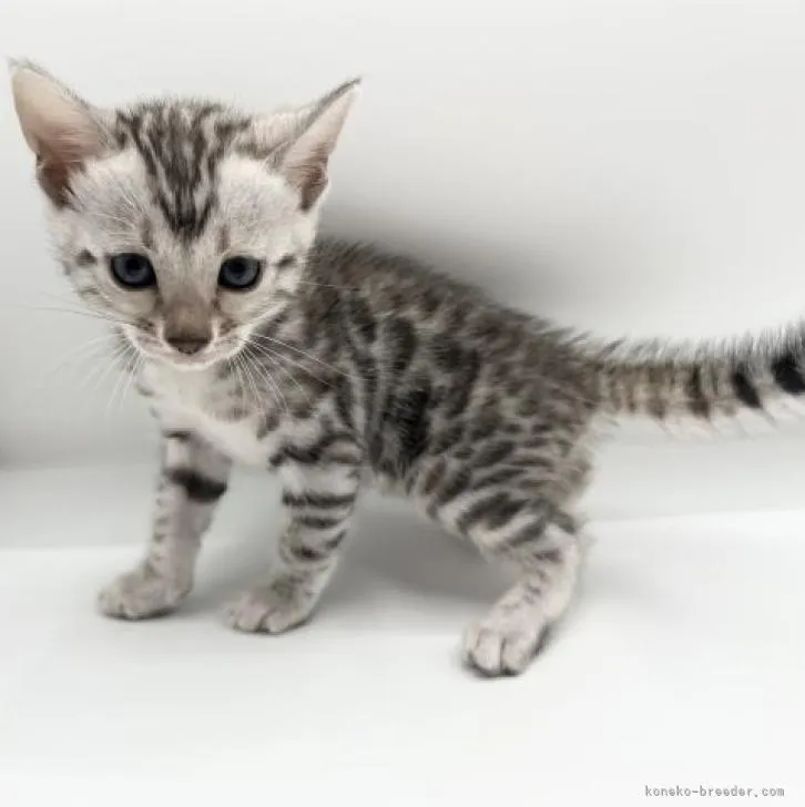 ID：2209-01874の子猫