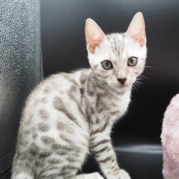 ベンガル【奈良県・女の子・2023年5月31日・ブラックシルバースポテッドタビー】の写真「大人しい女の子🐱」