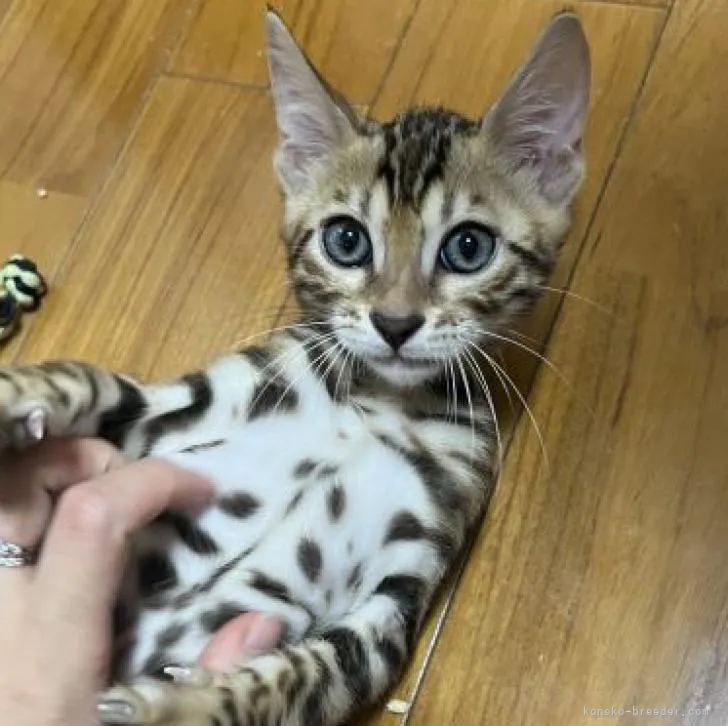 ID:2209-01868の子猫