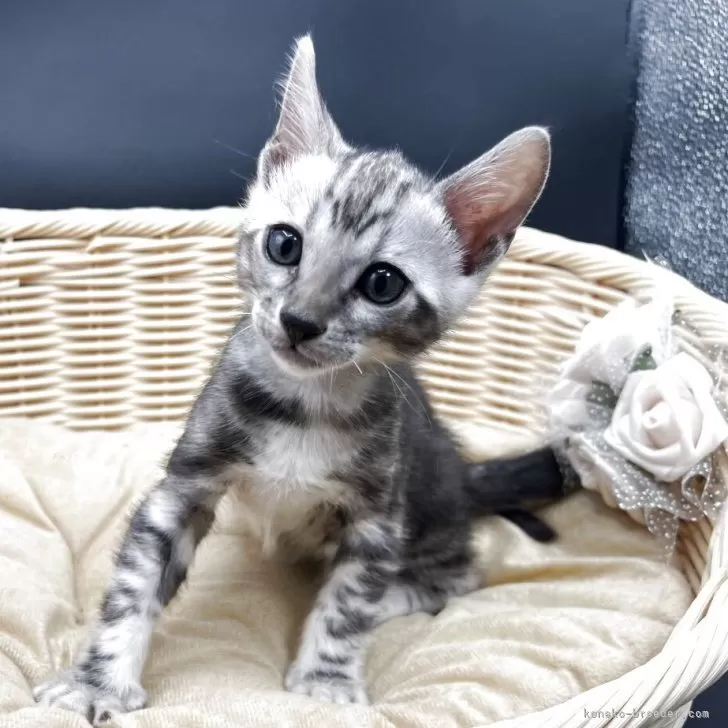 ベンガル【奈良県・男の子・2025年10月5日・ブラックシルバータビー(マーブル)】の写真1