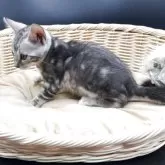 ベンガル【奈良県・男の子・2025年10月5日・ブラックシルバータビー(マーブル)】の写真3