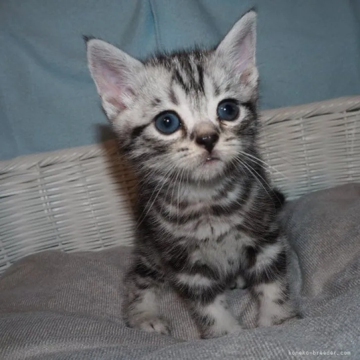 ID：2308-01076の子猫