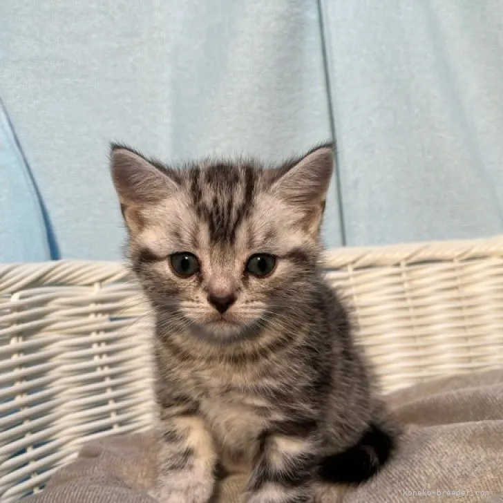 ID：2308-03143の子猫