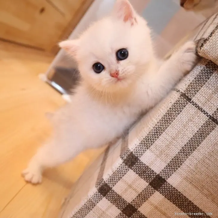 ID:2309-01124の子猫