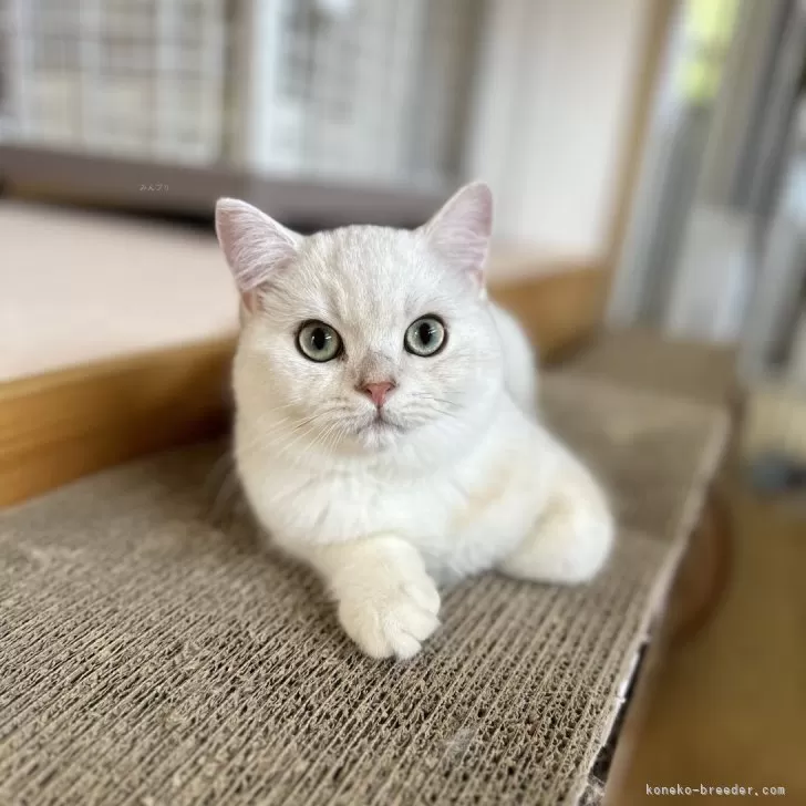 ID：2404-03021の子猫