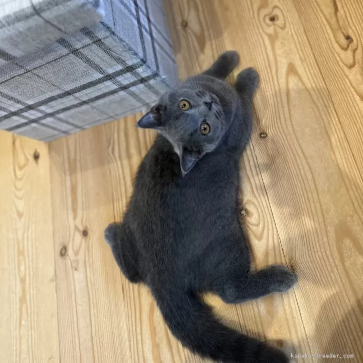 ID：2405-01174の子猫