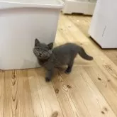 ブリティッシュショートヘア【三重県・男の子・2025年7月27日・ブルー】の写真11