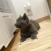 ブリティッシュショートヘア【三重県・男の子・2025年7月27日・ブルー】の写真13