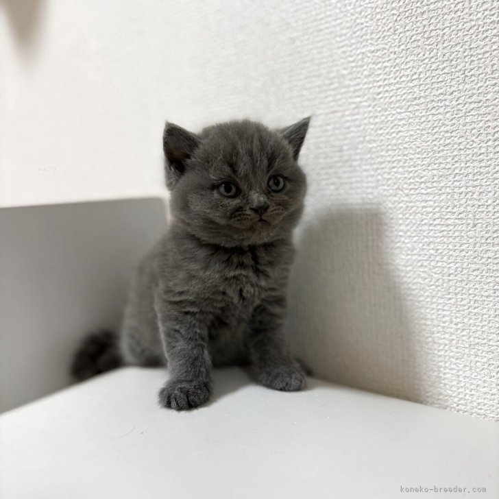 ブリーダー画像