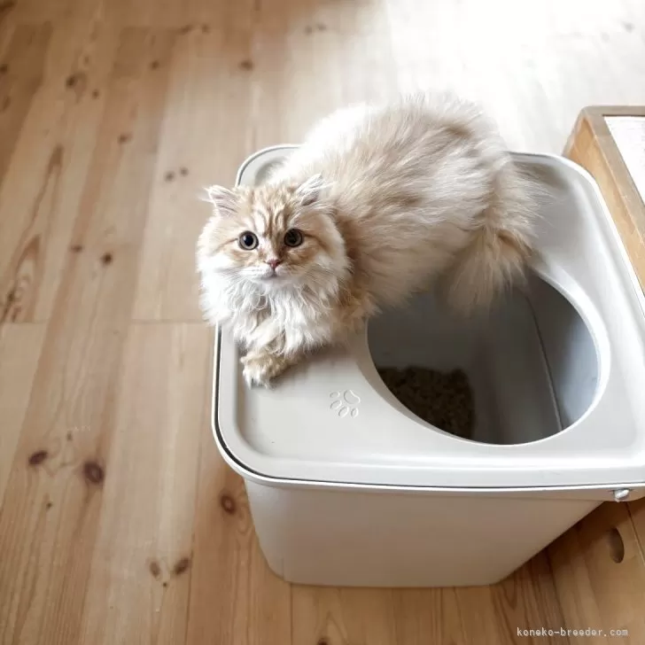 ID：2506-02108の子猫