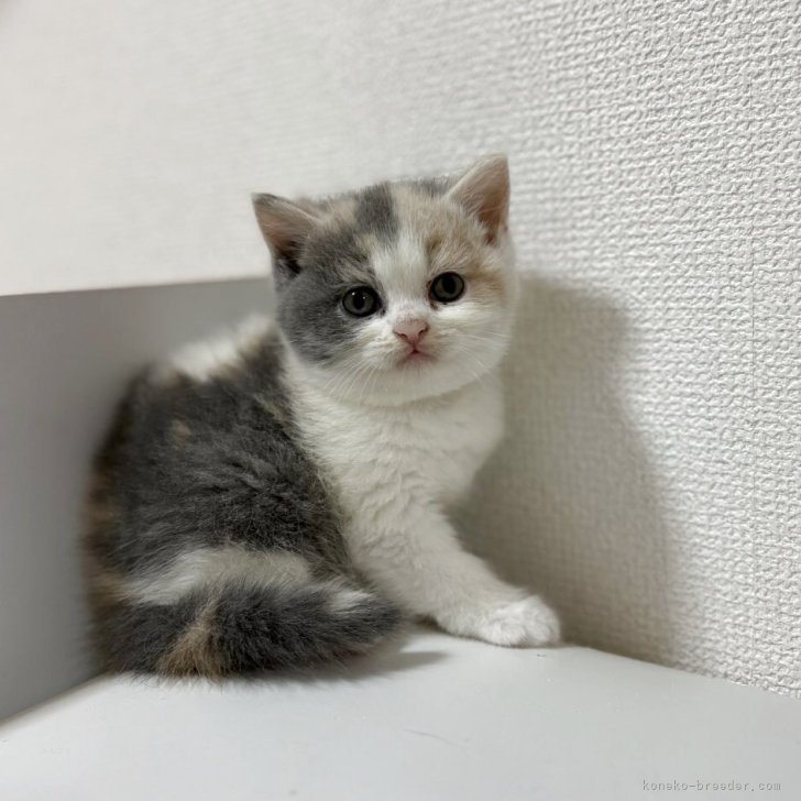 ブリーダー画像