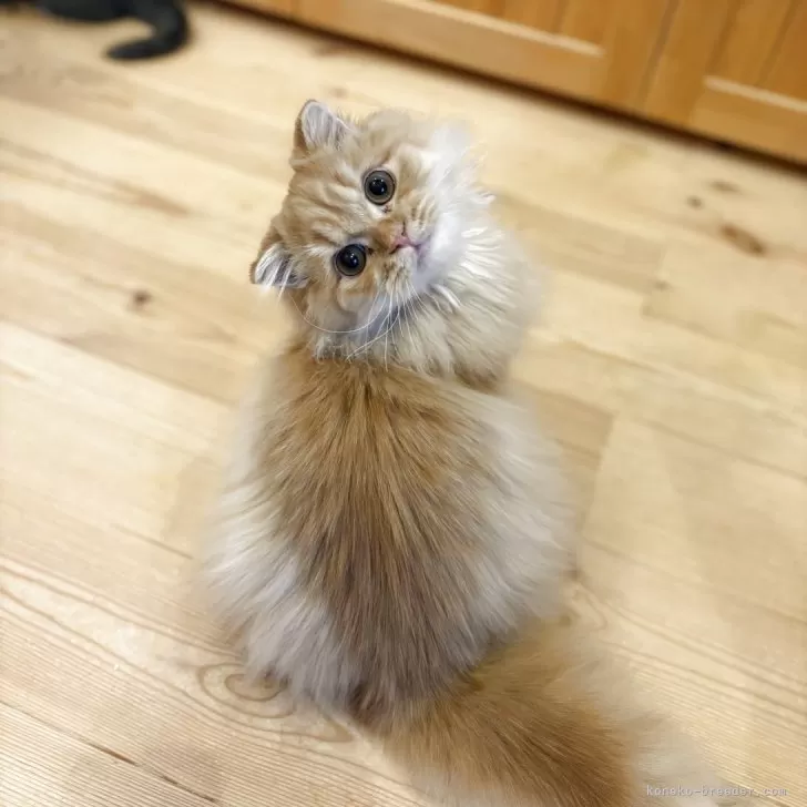 ID：2506-02106の子猫