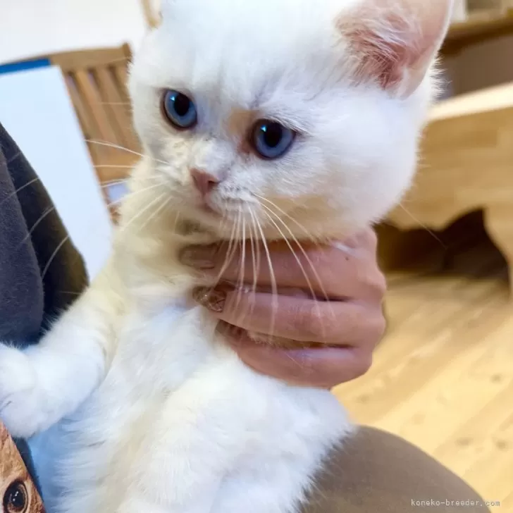 ID：2412-00869の子猫