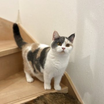 ブリティッシュショートヘア【三重県・女の子・2025年1月27日・ダイリュートキャリコ（ショートヘア）】の写真「人気のダイリュートキャリコカラー✨」