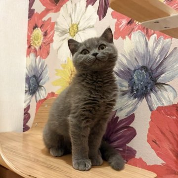 ブリティッシュショートヘア【三重県・男の子・2025年7月27日・ブルー（ショートヘア）】の写真「お値下げしました✨」