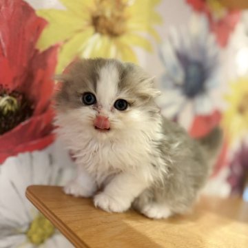 スコティッシュフォールド(折れ耳)【三重県・女の子・2025年10月10日・ブルータビーホワイト（ロングヘア）】の写真「まんまるお顔のゆるふわ系✨12/14までの掲載です」