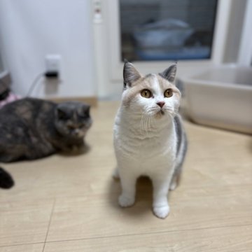 ブリティッシュショートヘア【三重県・女の子・2025年1月27日・ダイリュートキャリコ（ショートヘア）】の写真「人気のダイリュートキャリコカラー✨」