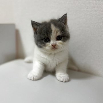 ブリティッシュショートヘア【三重県・女の子・2025年7月27日・ダイリュートキャリコ（ショートヘア）】の写真「人気のダイリュートキャリコ✨」