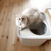 スコティッシュストレート