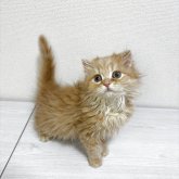 スコティッシュフォールド