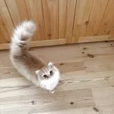 スコティッシュストレート