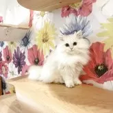 ブリティッシュロングヘア