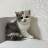 ブリティッシュショートヘア
