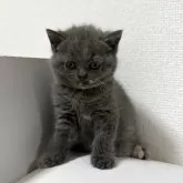 ブリティッシュショートヘア