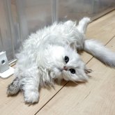 ブリティッシュロングヘア